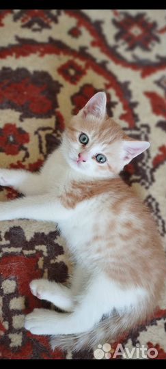 Британский котёнок