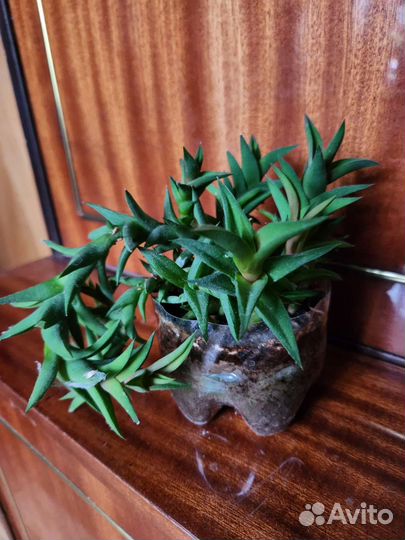 Комнатные растения