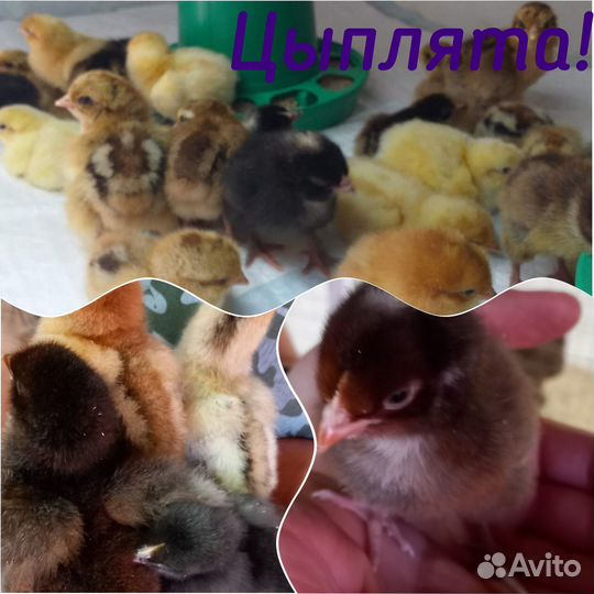 Цыплята от породистых кур (смесь пород)
