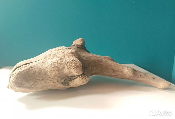 Коряга, дрифтвуд