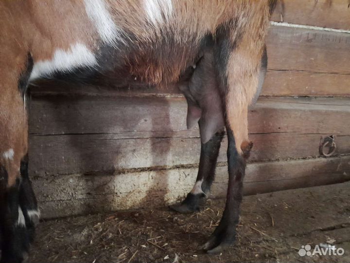 Коза дойная