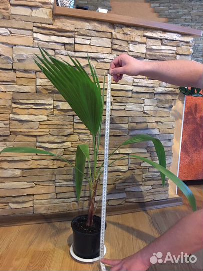 Пальмы Вашингтония Нитчатая