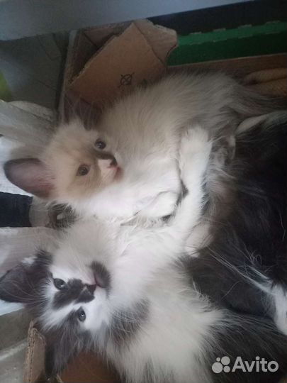 Коты невская маскарадная