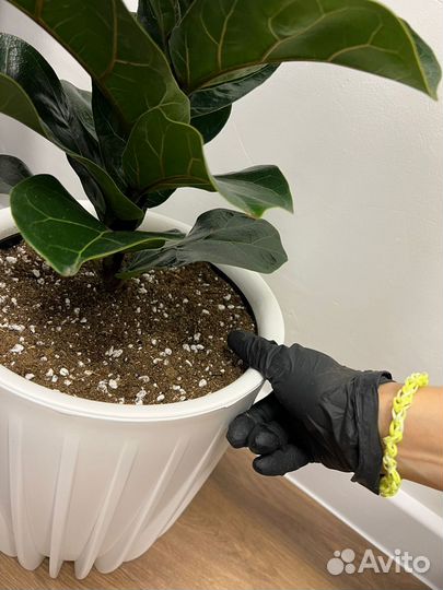 Цветок в подарок (Фикус Лирата Бамбино)