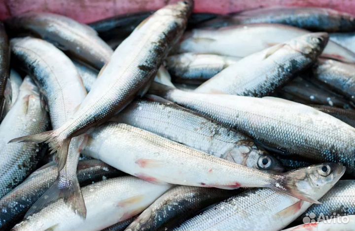 Рыба Ряпушка