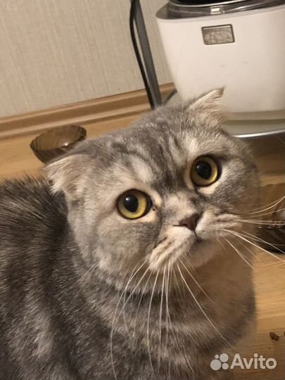 Передержка кошек