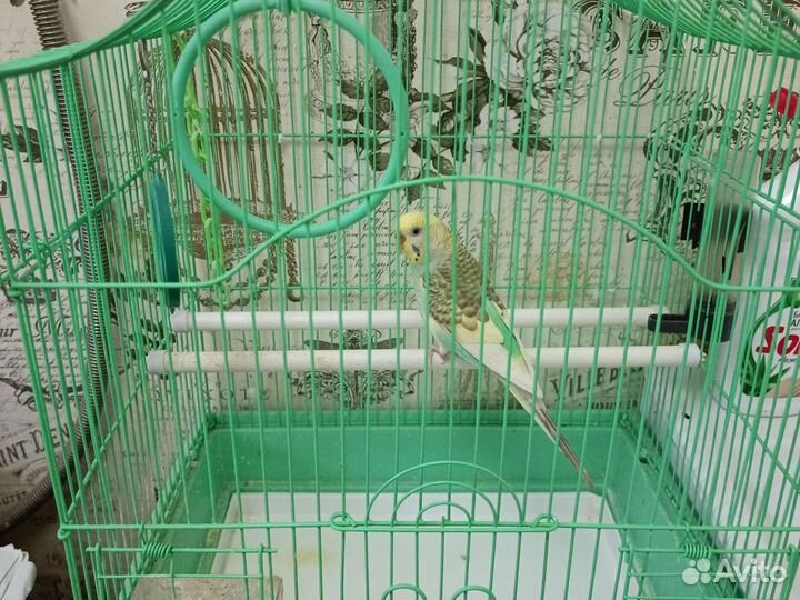 Волнистый попугай с клеткой