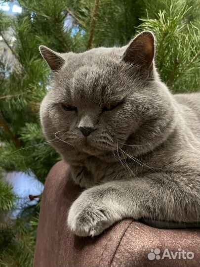 Британский кот вязка