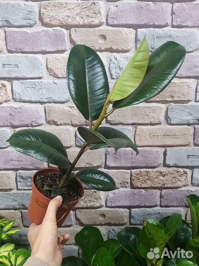 Фикус Эластика робуста