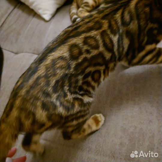 Бенгальские котята