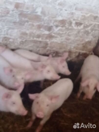Поросята ландрас с белым русским