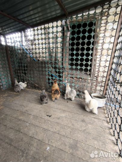 Китайские шелковые куры