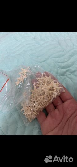 Морская звезда натуральная