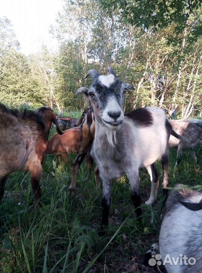 Козы и козлята