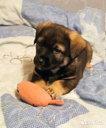 Щенок в добрые руки мальчик