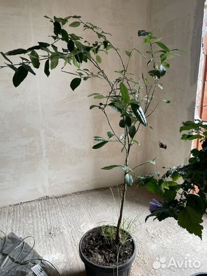 Лимонное дерево