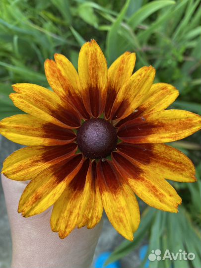 Рудбекия. Гелениум