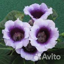 Глоксинии семена