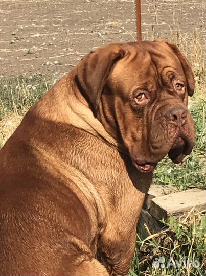 Бордоский дог. вязка