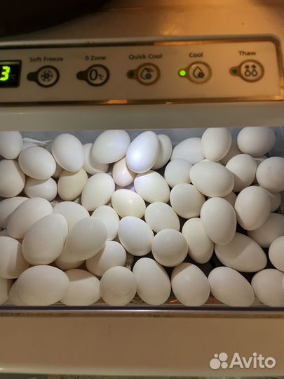 Яйца домашние от леггорн