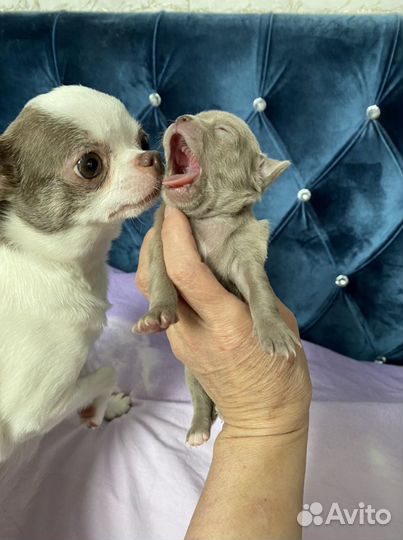 Чихуахуа Лиловые и бело -лиловые