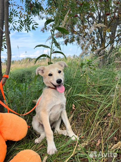 Симочка милый щенок