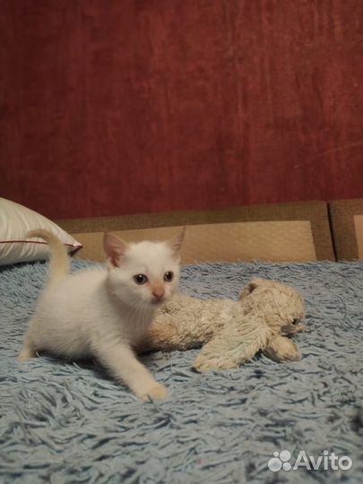 Сиамские котята
