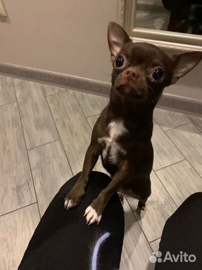 Передержка животных на время отпуска