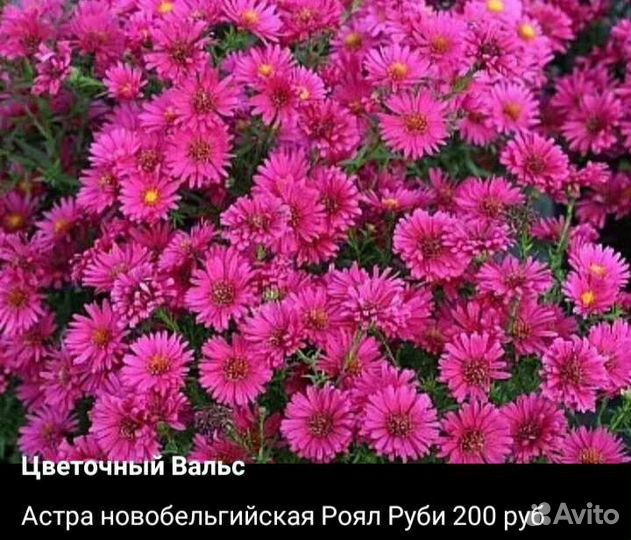 Астра новобельгийская