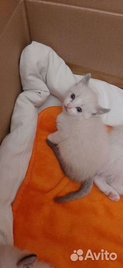 Сиамские котята