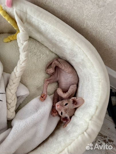 Донской сфинкс (котенок - девочка)