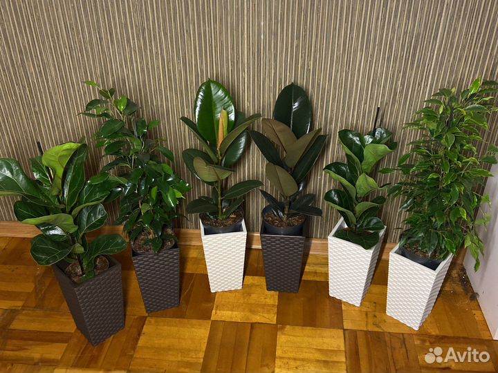 Фикус эластика,абиджан,лирата,Бенджамина