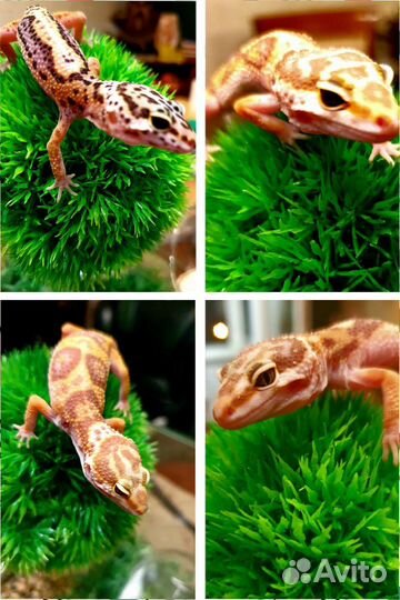 Геккон эублефар