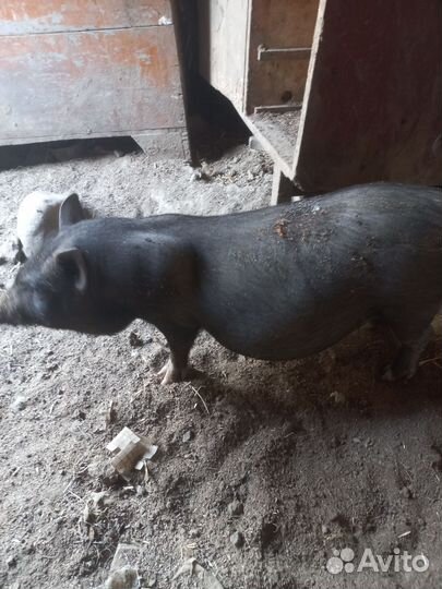 Вьетнамские поросята