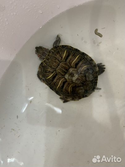 Черепаха