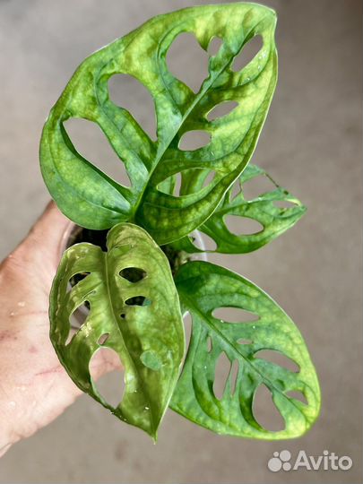 Монстера манки