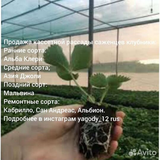 Саженцы клубники оптом