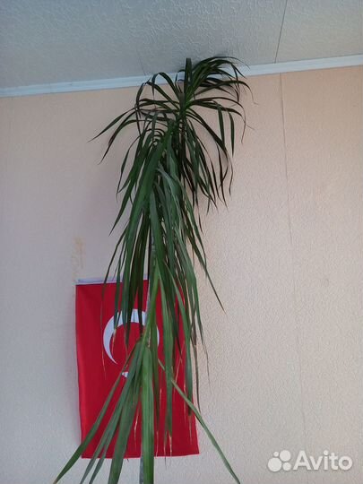 Комнатные растения Драцена