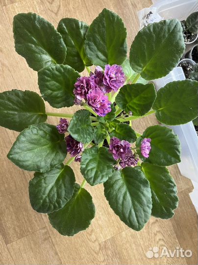 Сортовые фиалки