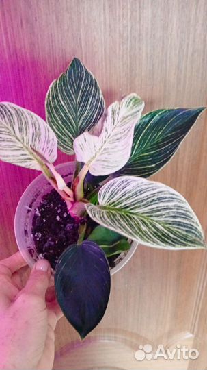 Филодендроны