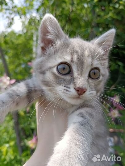 Котёнок девочка ищет новую семью