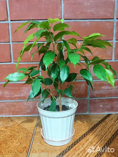 Фикус бенджамина 37 см