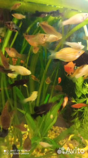 Меченосец,моллинезии