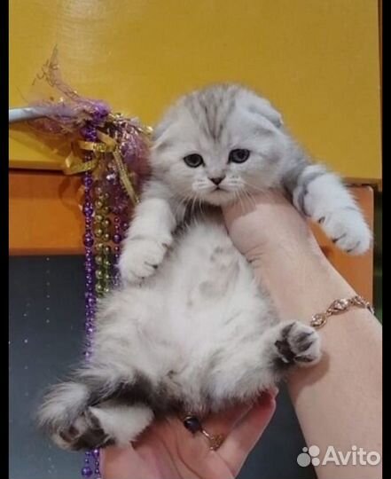 Шотландские котята