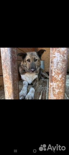 Собака Даша из приюта