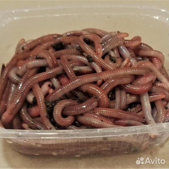 Черви дендробена