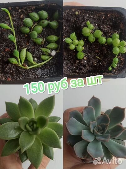 Редкие суккуленты