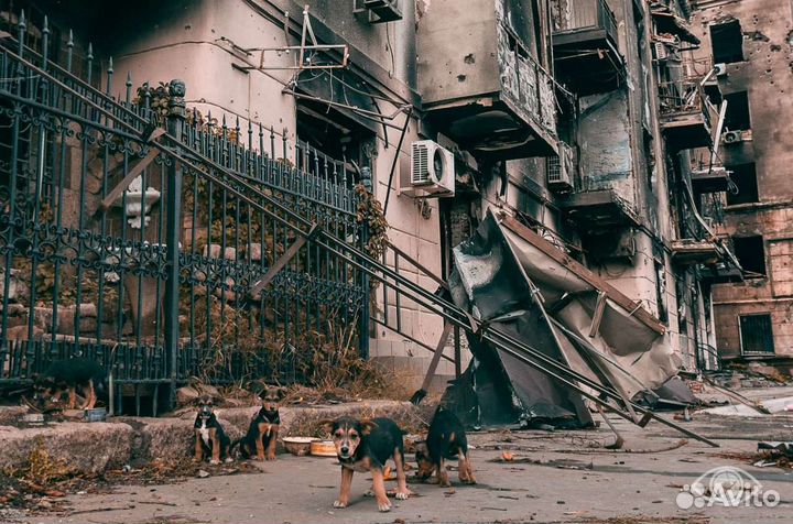 Котики с Донбасса