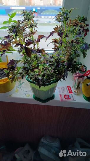 Колеус цветущий