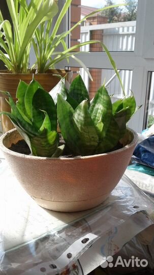 Цветок Сансевиерия Ханни (тещин язык, щучий хвост)